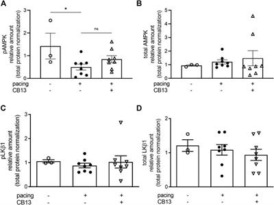 Cannabinoid Receptor Agonist Inhibits Atrial Electrical Remodeling in a Tachypaced Ex Vivo Rat Model